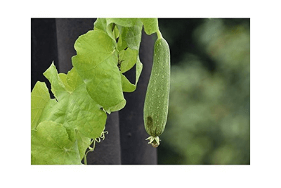 Ridge Gourd (Tori)