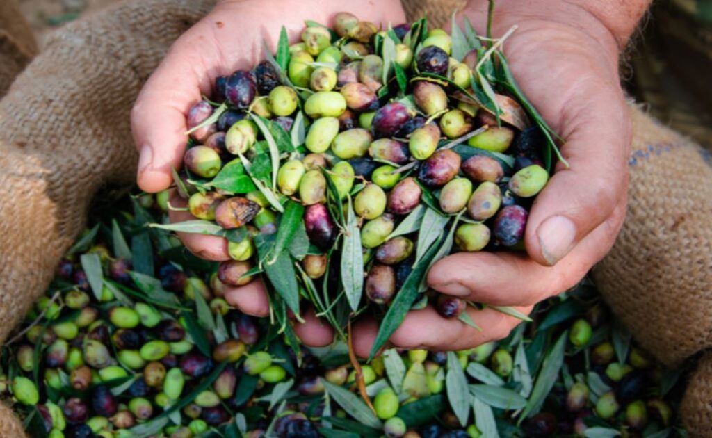 Olive Oil
